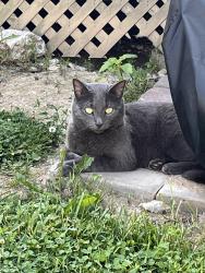 Found/Stray Unknown Cat last seen Decatur, Roseto, PA 18013