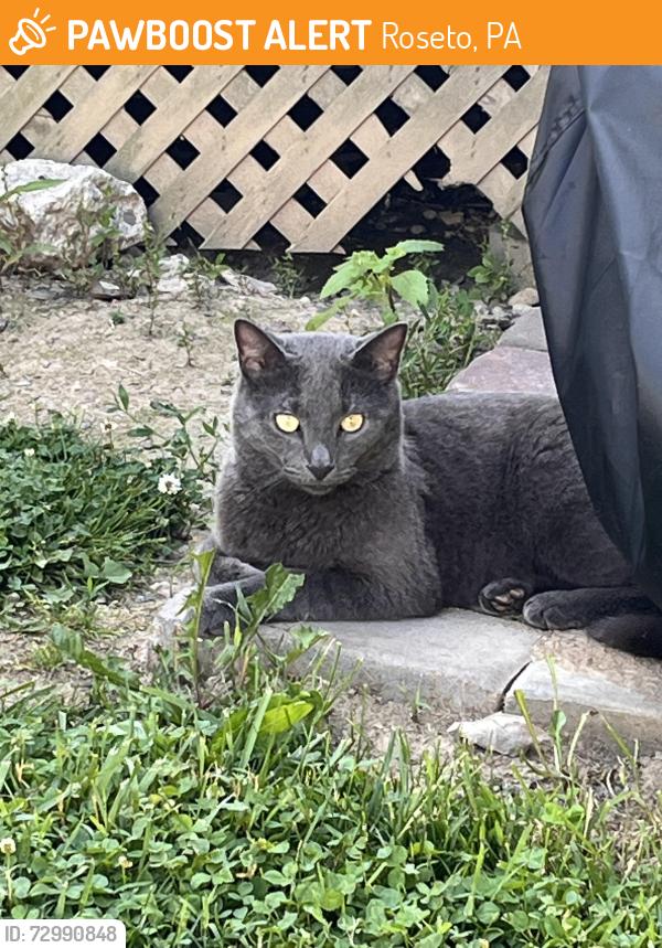 Found/Stray Unknown Cat last seen Decatur, Roseto, PA 18013