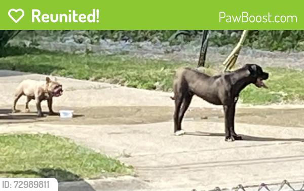 Reunited Male Dog last seen Not far from the. Loses down video store on Richfield rd , Flint, MI 48506