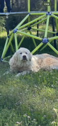 Reunited Female Dog last seen Lake Francis Road Dobbins Ca, Dobbins, CA 95935