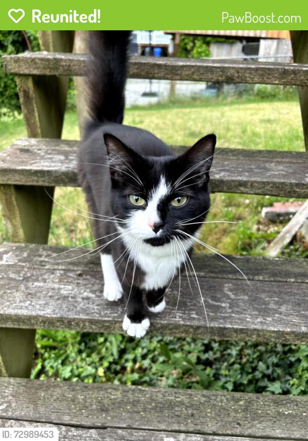 Reunited Unknown Cat last seen 9th and South Lawrence, Tacoma, WA 98405