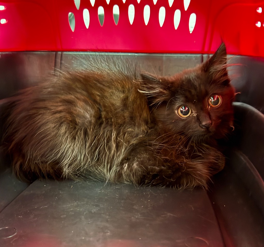 Shelter Stray Female Cat last seen Midwest City, 8485 E Reno Ave, Midwest City, OK 73110, USA