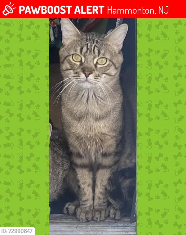 Lost Male Cat last seen Pleasant Mills , Hammonton, NJ 08037