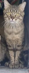 Lost Male Cat last seen Pleasant Mills , Hammonton, NJ 08037