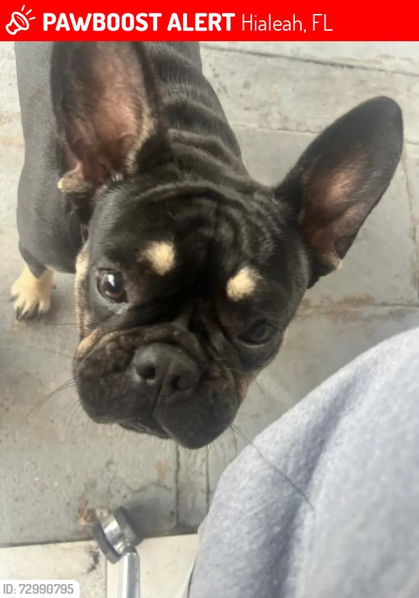 Lost Male Dog last seen W 30th st , Hialeah, FL 33012