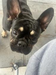 Lost Male Dog last seen W 30th st , Hialeah, FL 33012