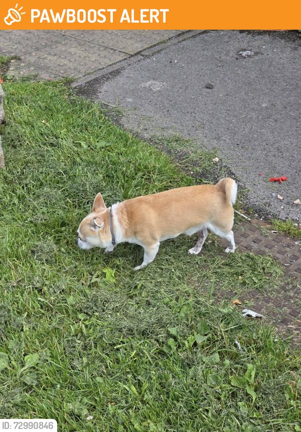 Found/Stray Unknown Dog last seen Tyersal Ln & Faverhsam Walk, West Yorkshire, England BD4