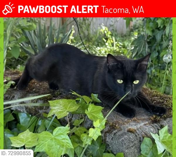 Lost Male Cat last seen S G St and 84th St, Tacoma, WA 98444