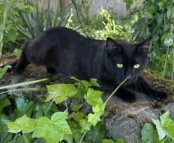 Lost Male Cat last seen S G St and 84th St, Tacoma, WA 98444