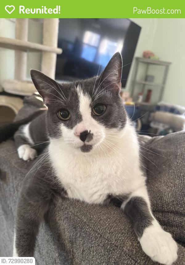 Reunited Male Cat last seen North park drive, Levittown, PA 19054