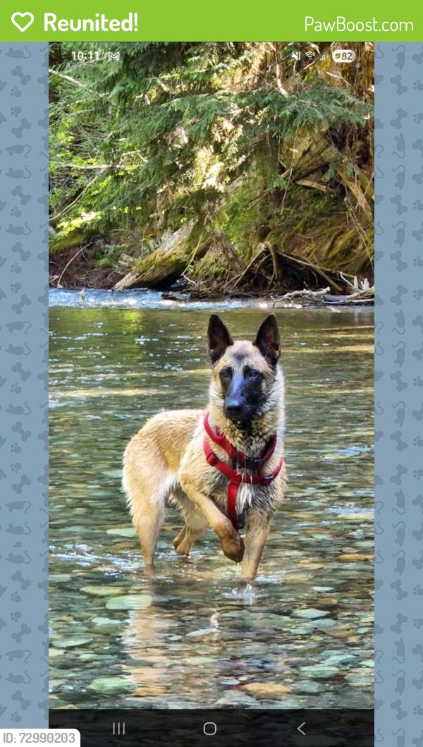 Reunited Male Dog last seen 2nd Ave and Logan, Yakima, WA 98902