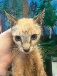 Shelter Stray Male Cat last seen Bexar County, 3353 Morningside Dr, New Braunfels, TX 78132, USA