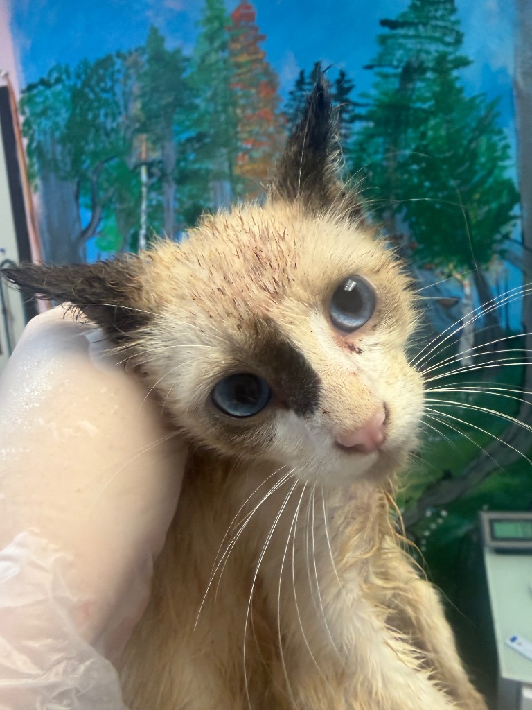 Shelter Stray Male Cat last seen Bexar County, 3353 Morningside Dr, New Braunfels, TX 78132, USA