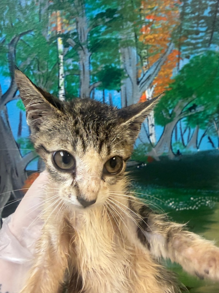 Shelter Stray Female Cat last seen Bexar County, 3353 Morningside Dr, New Braunfels, TX 78132, USA