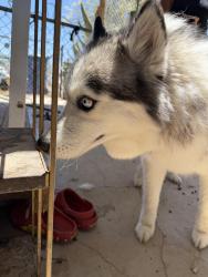 Reunited Female Dog last seen Bob price rec center 89156, Las Vegas, NV 89030