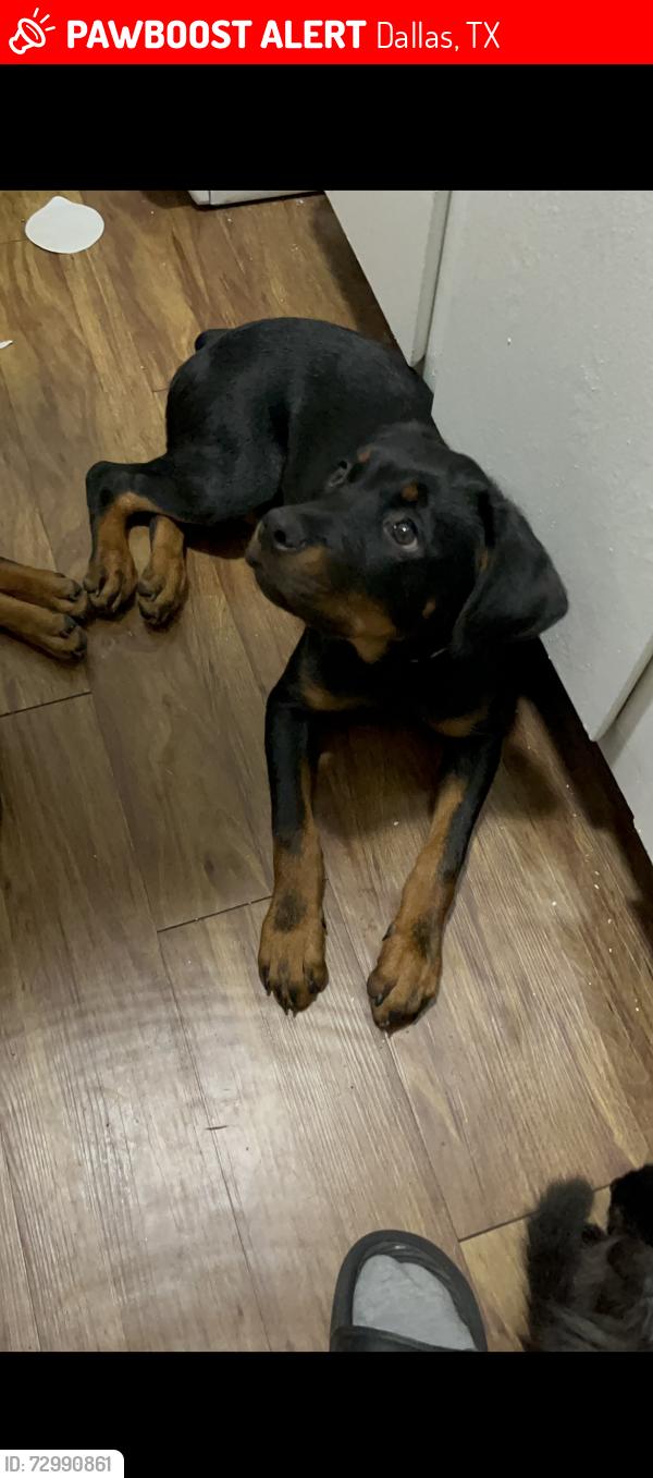 Lost Female Dog last seen downtown dallas , Dallas, TX 75202