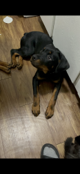 Lost Female Dog last seen downtown dallas , Dallas, TX 75202