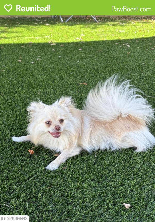 Reunited Female Dog last seen Cottonwood and Sanderson , San Jacinto, CA 92582