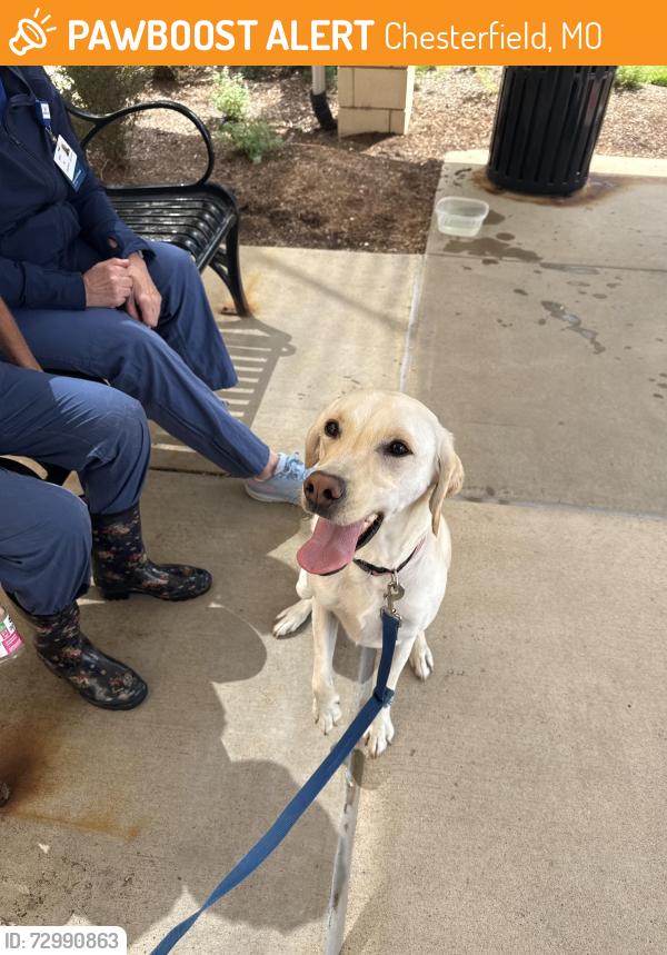 Found/Stray Female Dog last seen South outer 40, Chesterfield, MO 63017