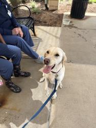 Found/Stray Female Dog last seen South outer 40, Chesterfield, MO 63017