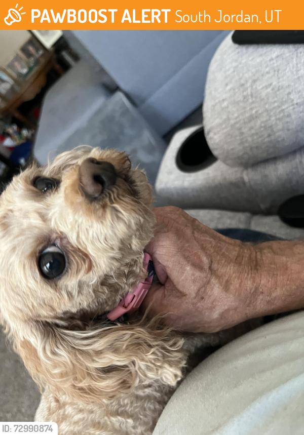 Found/Stray Female Dog last seen Near south 2700 west south jordan, South Jordan, UT 84095