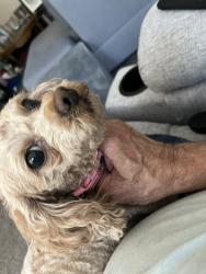 Found/Stray Female Dog last seen Near south 2700 west south jordan, South Jordan, UT 84095