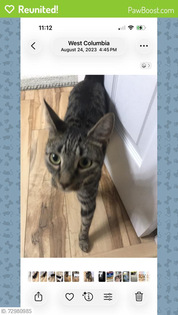 Reunited Male Cat last seen Lexington Medical center, West Columbia, SC 29169