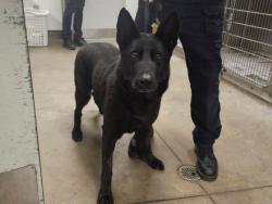 Shelter Stray Female Dog last seen , 14409 Vanowen St, Van Nuys, CA 91405, USA
