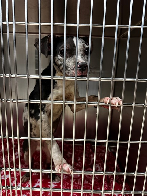 Shelter Stray Male Dog last seen Near BLOCK BLECH CLOVER LANE, 10521 Baur Blvd, Olivette, MO 63132, USA