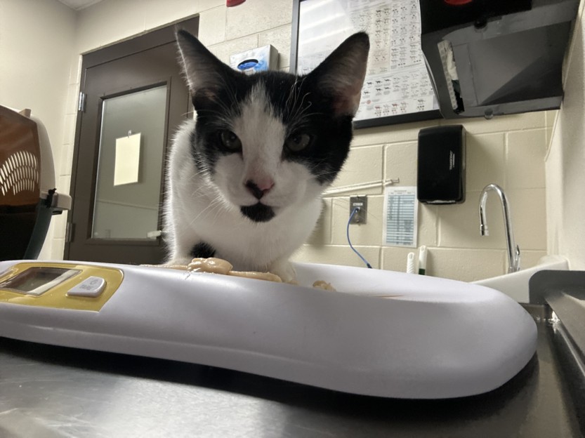 Shelter Stray Male Cat last seen PADDLE CT, 1601 Eubanks Rd, Chapel Hill, NC 27516, USA
