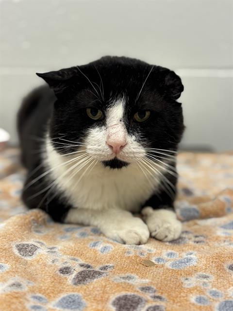 Shelter Stray Male Cat last seen Near , 2600 S Harding St, Indianapolis, IN 46221, USA
