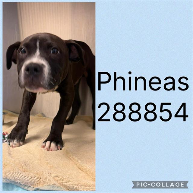 Shelter Stray Male Dog last seen PHARR AVE, 4214 Fulton Mill Rd, Macon, GA 31216, USA