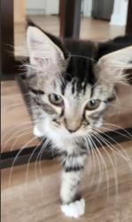 Shelter Stray Female Cat last seen CHARLOTTE, 8315 Byrum Dr, Charlotte, NC 28217, USA