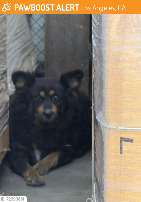 Found/Stray Unknown Dog last seen Soto and Washington , Los Angeles, CA 90023