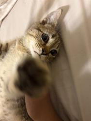 Shelter Stray Male Cat last seen CHARLOTTE, 8315 Byrum Dr, Charlotte, NC 28217, USA