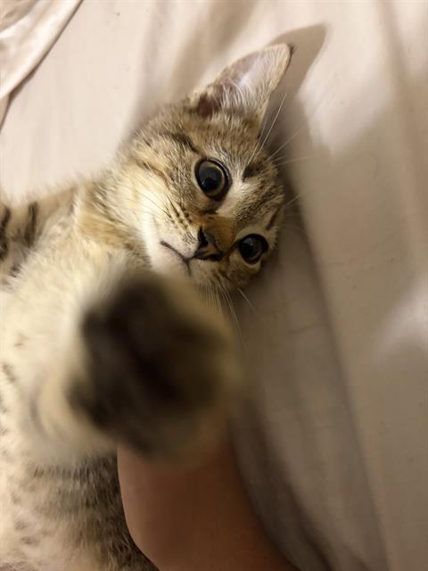 Shelter Stray Male Cat last seen CHARLOTTE, 8315 Byrum Dr, Charlotte, NC 28217, USA