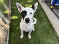 Shelter Stray Female Dog last seen MAIN ST AND 4TH AVE, 130 Beyer Way, Chula Vista, CA 91911, USA