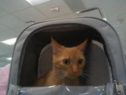 Shelter Stray Female Cat last seen CHARLOTTE, 8315 Byrum Dr, Charlotte, NC 28217, USA