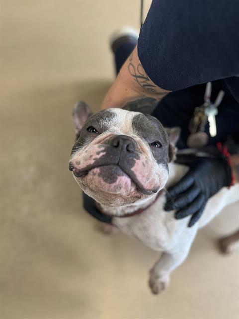 Shelter Stray Male Dog last seen OTAY LAKES ROAD AND H ST, 130 Beyer Way, Chula Vista, CA 91911, USA