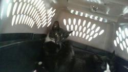 Shelter Stray Female Cat last seen CHARLOTTE, 8315 Byrum Dr, Charlotte, NC 28217, USA