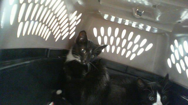 Shelter Stray Female Cat last seen CHARLOTTE, 8315 Byrum Dr, Charlotte, NC 28217, USA