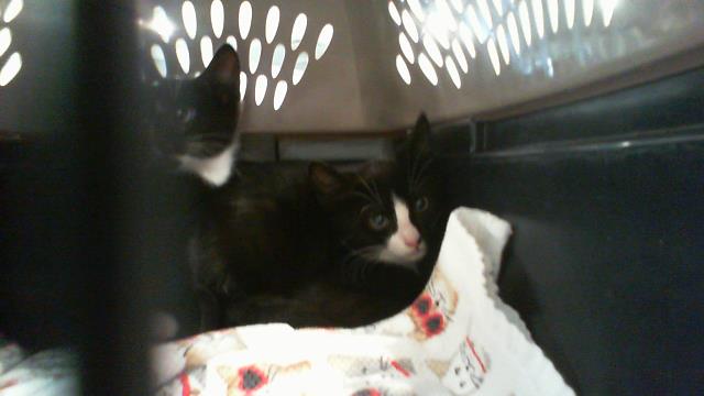 Shelter Stray Male Cat last seen CHARLOTTE, 8315 Byrum Dr, Charlotte, NC 28217, USA