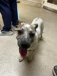 Shelter Stray Male Dog last seen KANSAS AVE/ UNIVERSITY AVE RIVERSIDE, CA 92507, 6851 Van Buren Boulevard, Jurupa Valley, CA 92509, USA