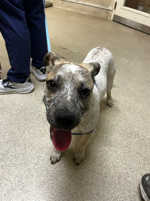 Shelter Stray Male Dog last seen KANSAS AVE/ UNIVERSITY AVE RIVERSIDE, CA 92507, 6851 Van Buren Boulevard, Jurupa Valley, CA 92509, USA