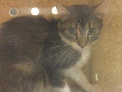 Shelter Stray Female Cat last seen Near BLOCK PACIFIC AVE, JURUPA VALLEY CA, 6851 Van Buren Boulevard, Jurupa Valley, CA 92509, USA