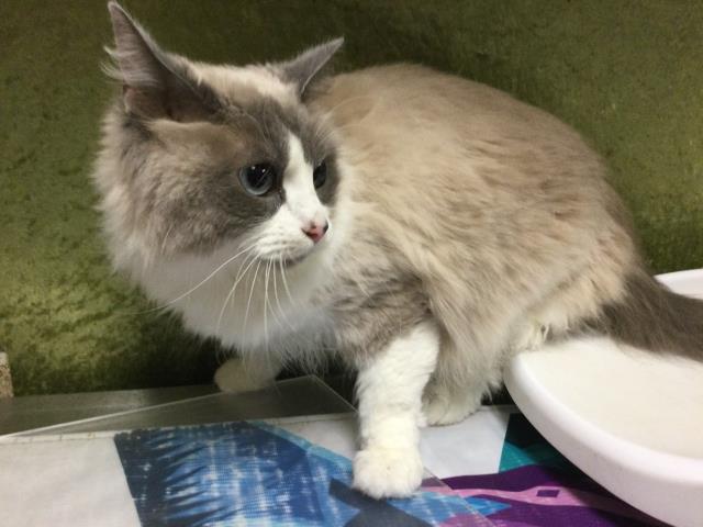 Shelter Stray Female Cat last seen Near BLOCK MORNING HILLS DR, EASTVALE CA, 6851 Van Buren Boulevard, Jurupa Valley, CA 92509, USA