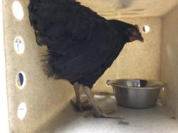 Shelter Stray Female Bird last seen Near BLOCK CHICAGO AVE, RIVERSIDE, CA, 6851 Van Buren Boulevard, Jurupa Valley, CA 92509, USA