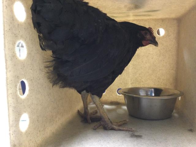 Shelter Stray Female Bird last seen Near BLOCK CHICAGO AVE, RIVERSIDE, CA, 6851 Van Buren Boulevard, Jurupa Valley, CA 92509, USA