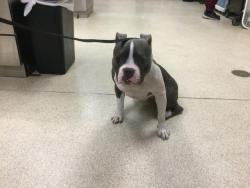 Shelter Stray Female Dog last seen VAN BUREN BL, RIVERSIDE, CA, 6851 Van Buren Boulevard, Jurupa Valley, CA 92509, USA