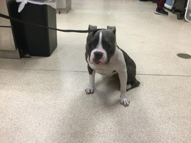 Shelter Stray Female Dog last seen VAN BUREN BL, RIVERSIDE, CA, 6851 Van Buren Boulevard, Jurupa Valley, CA 92509, USA